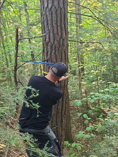 The Algonquin Park Old-Growth Forest Project - Ontario's old growth forests